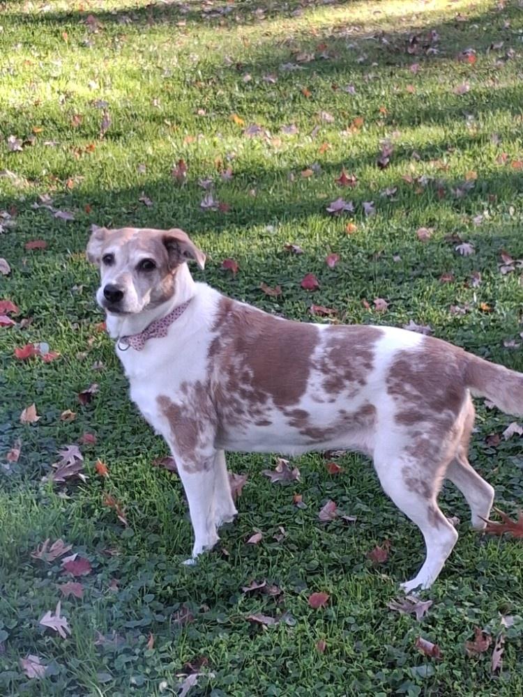 Original pet photo used for AI portrait